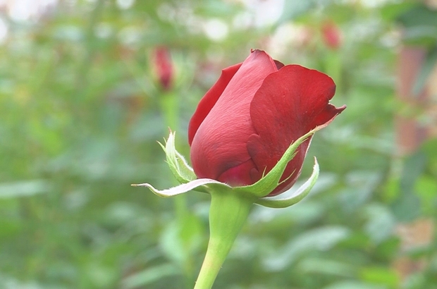 Gül Çelikleme